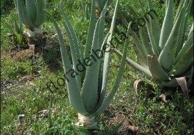 ¿Cúal es el nombre correcto? Aloe vera o Aloe barbadensis